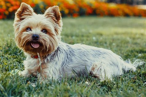 Show Dog Yorkshire Terrier