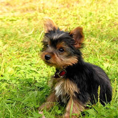 Show Me A Picture Of Yorkies