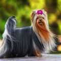 Show Yorkshire Terrier