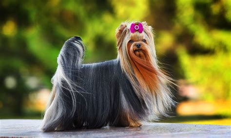 Show Yorkshire Terrier