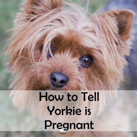 Signs Of Pregnancy In Yorkies