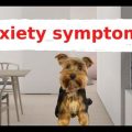 Signs of Stress in Yorkshire Terriers