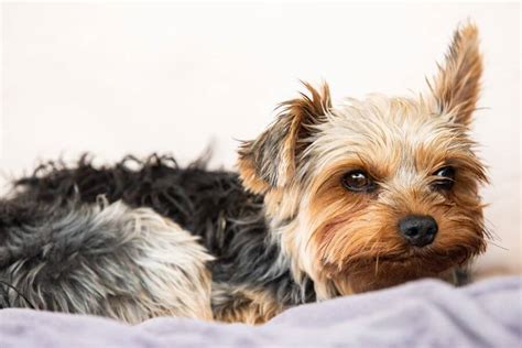 Signs of Yorkie illness