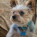 Signs of aging in Yorkies