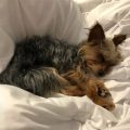 Signs of dehydration in Yorkies