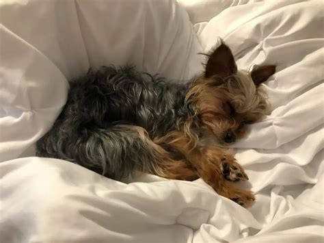 Signs of dehydration in Yorkies