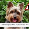 Signs of stress in Yorkies