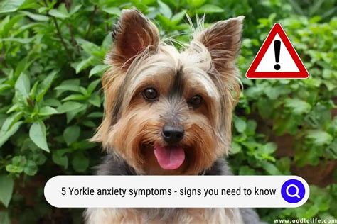 Signs of stress in Yorkies