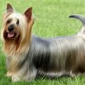 Silky Terrier Mix With Yorkie