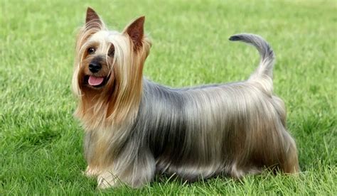 Silky Terrier Mix With Yorkie