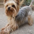 Silky Terrier Teddy Bear Cut