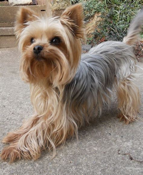 Silky Terrier Teddy Bear Cut