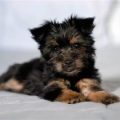 Silky Terrier Yorkie Mix Puppies