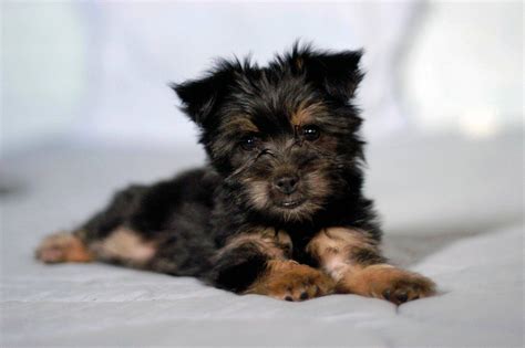 Silky Terrier Yorkie Mix Puppies