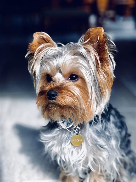 Silver Yorkie