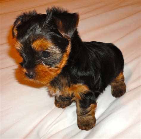 Six Week Old Yorkie Puppy