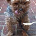 Skin Health Diet for Yorkies