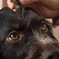 Small Burrs In Dog Fur