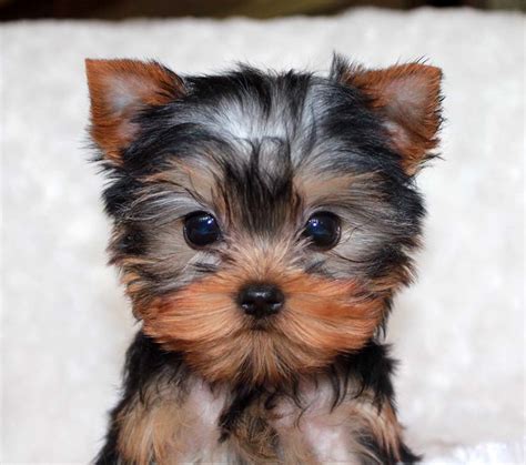 Small Teacup Yorkie