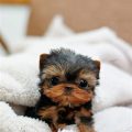 Smallest Teacup Yorkie In The World