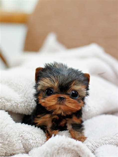 Smallest Teacup Yorkie In The World