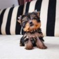 Smallest Yorkie