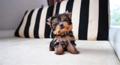 Smallest Yorkie