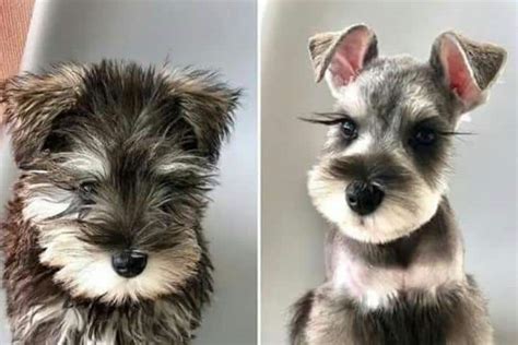 Snorkie Haircuts