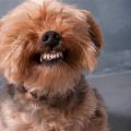 Solve Yorkie Dental Problems