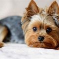 Spot Stress in Your Yorkie