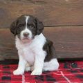 Springer Spaniel Yorkie Mix