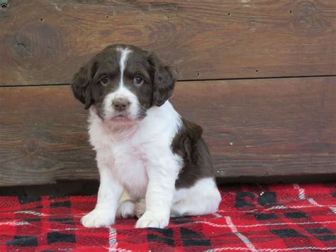 Springer Spaniel Yorkie Mix