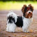 Standard Biewer Yorkshire Terrier