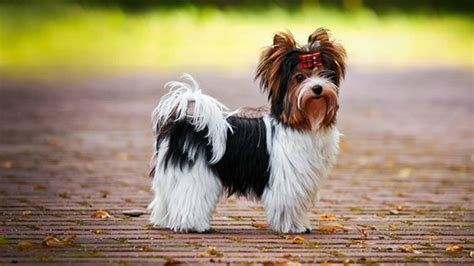 Standard Biewer Yorkshire Terrier