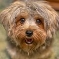 Stop Excessive Yorkie Barking: Training Guide