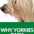 Stop Yorkie Barking: Effective Methods