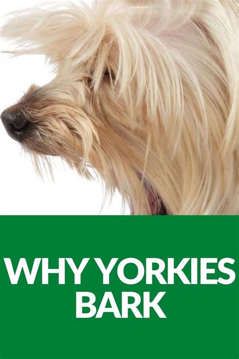 Stop Yorkie Barking: Effective Methods