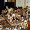 Stop Yorkie Food Hoarding