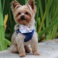 Stop Yorkie Odor: Grooming Solutions