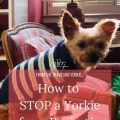 Stop Yorkie Overeating