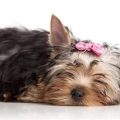 Stop Yorkie Treat Addiction