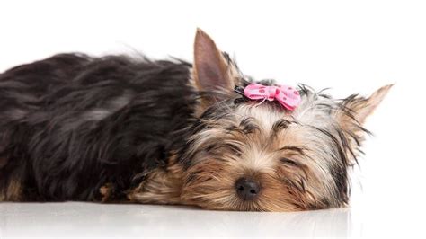 Stop Yorkie Treat Addiction