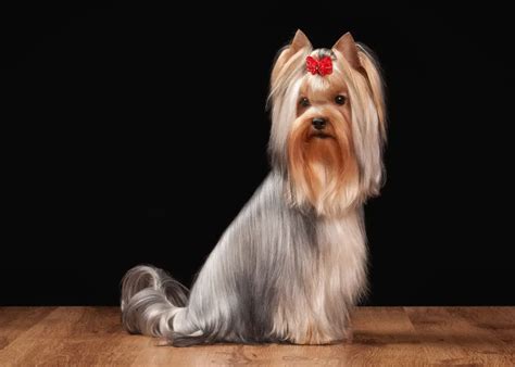 Summer Coat Care for Yorkshire Terriers