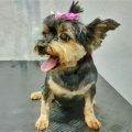 Summer Safety For Your Yorkie