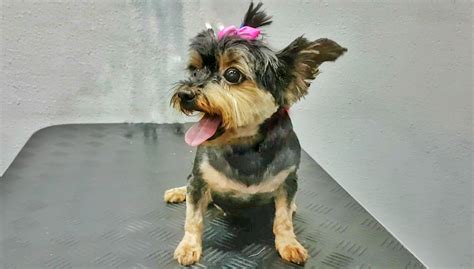 Summer Safety For Your Yorkie