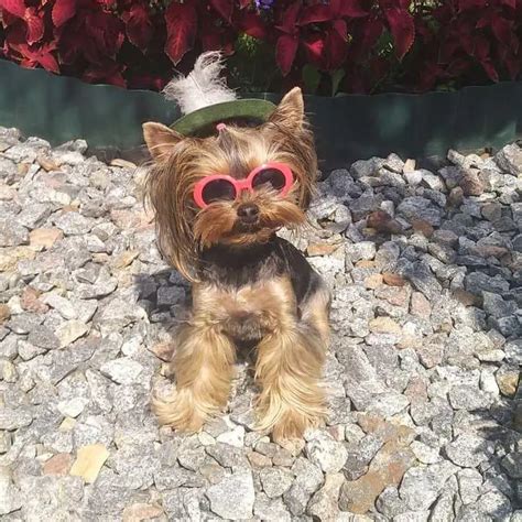 Summer Walk Tips for Yorkshire Terriers