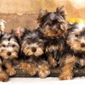 Summer Walks With Yorkshire Terriers: Best Times