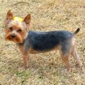 Summer Yorkie Cuts