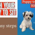 Teaching Yorkie Basic Commands Fast