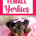 Teaching Yorkie Name Recognition